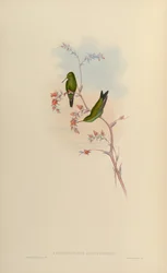 Chlorostilbon angustipennis = Chlorostilbon gibsoni